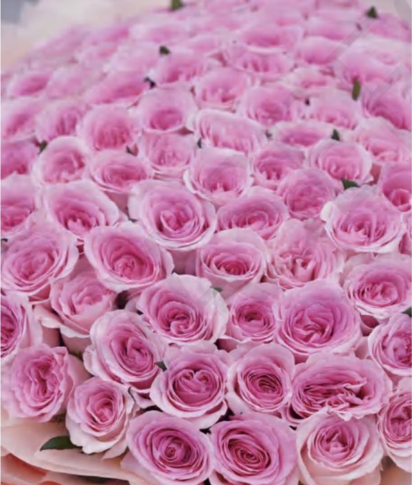 101 Pink Roselle Roses
